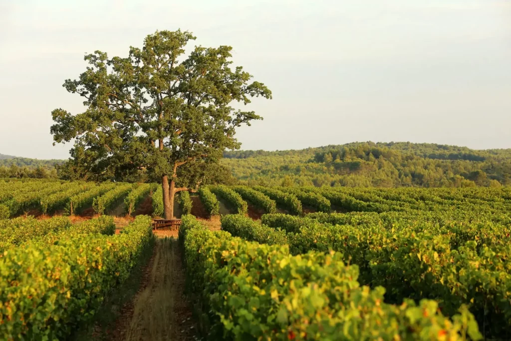 Vue sur les vignes dans l'hôtel Relais & Châteaux en Provence le Château de Berne